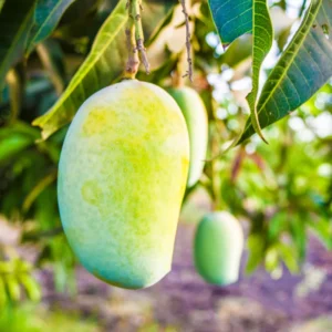 Yellow Grafted Mango Tree Live Plant, 1.5-3 Ft Tall, Gallon Pot Included, Garden Planting