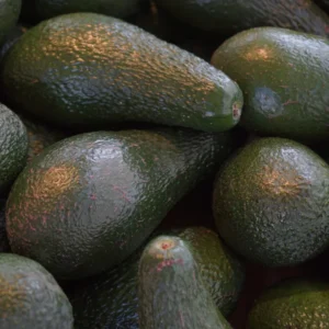 Winter Avocado Tree Grafted, 1.5-3 Feet Tall, Live Plant Avocado for Garden or Patio