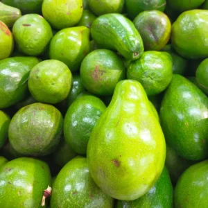 Grafted Avocado Plant, 1.5-3 Ft Tall, Live Tree in Pot, Avocado Tree for Growing