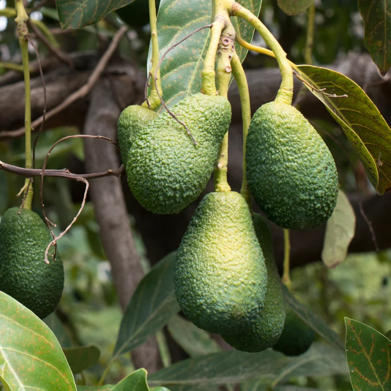 Day Avocado Tree Grafted 1.5-3 Ft, Live Tropical Fruit Tree for Planting Outdoor Indoor Plant