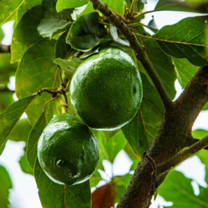 Live Avocado Tree Grafted, 1.5-3 Feet Tall, Avocado Tree Live Plant, Avocado Tree Plant Indoor Outdoor