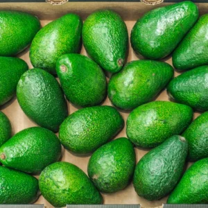 1.5-3 Ft Grafted Avocado Plant Live Tree for Indoor Outdoor Planting, Come in Gallon Pot