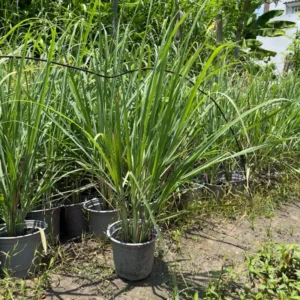 Set 10 Lemongrass Live Plants, 1 Ft Tall Lemon Grasss Clump Live in 1 Gallon Pot, Fresh Herb for Indoor and Outdoor Growing