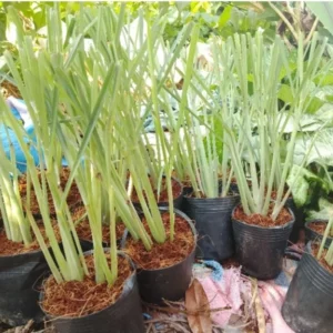 Clump 10 Lemongrass Live Plants, 1 Ft Tall in 1 Gallon Pot, Fresh Lemon Grass Herb for Indoor and Outdoor Gardens Planting
