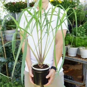 Clump 10 Lemongrass Live Plants, 1 Ft Tall in 1 Gallon Pot, Fresh Lemon Grass Herb for Indoor and Outdoor Gardens Planting
