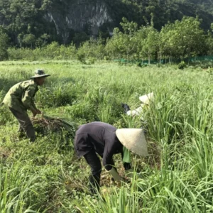 Clump 10 Lemongrass Live Plants, 1 Ft Tall in 1 Gallon Pot, Fresh Lemon Grass Herb for Indoor and Outdoor Gardens Planting