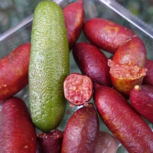 Red Finger Lime Tree, Live Citrus Plant 1-2 Ft Tall, Citrus Tree for Outdoor and Patio Gardens