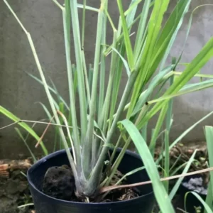 10 Lemongrass Plants Clump, Lemon Grass Live Plant Potted, 1 Ft Tall in 1 Gal Pot Lemongrass Herb Plant, 1 Ft Tall, 1 Gallon Pot, Fresh Live Plant for Home Gardens