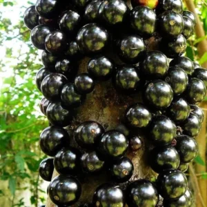 Live Jaboticaba Tree Grafted, 1.5-3 Ft Tall, Jaboticaba Live Plant Tree for Patios Planting