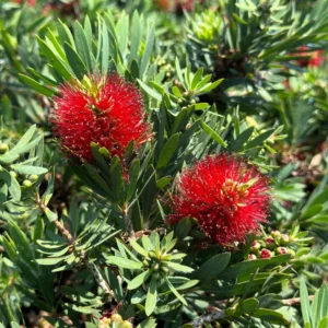 Little John Dwarf Bottlebrush Plant Live 1 Feet Tall, Bottlebrush Tree For Flowering In 6 Inch Pot
