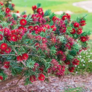Little John Dwarf Bottlebrush Plant Live 1 Feet Tall, Bottlebrush Tree For Flowering In 6 Inch Pot