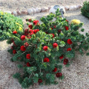 Little John Dwarf Bottlebrush Plant Live 1 Feet Tall, Bottlebrush Tree For Flowering In 6 Inch Pot