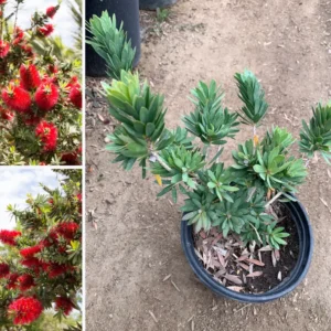 Little John Dwarf Bottlebrush Plant Live 1 Feet Tall, Bottlebrush Tree For Flowering In 6 Inch Pot