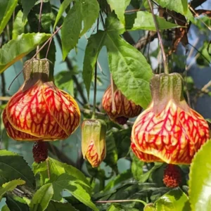 Rare Orange Abutilon Plant Live, 2-3 Feet Tall, Abutilon Flowering Live Plant In Pot