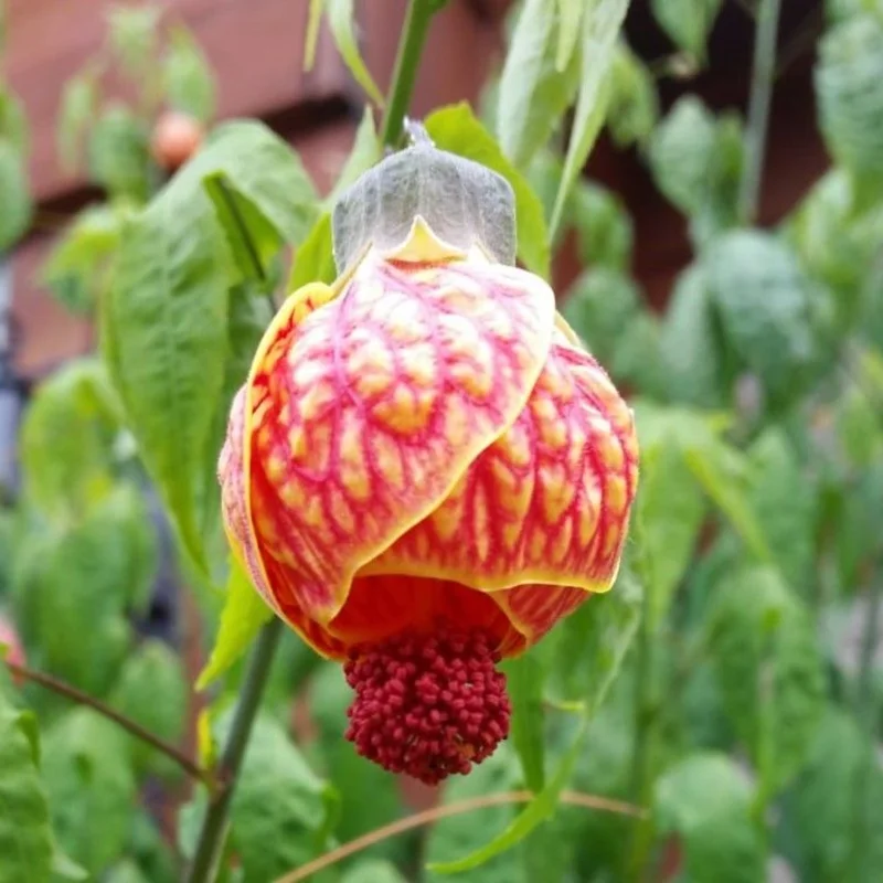 Rare Orange Abutilon Plant Live, 2-3 Feet Tall, Abutilon Flowering Live Plant In Pot