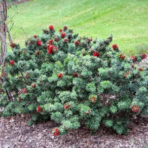 Little John Dwarf Bottlebrush Plant Live 1 Feet Tall, Bottlebrush Tree For Flowering In 6 Inch Pot