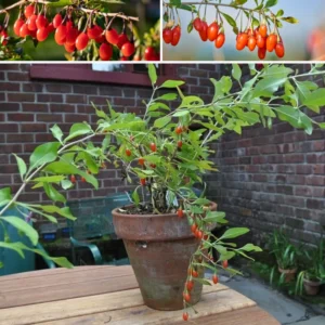 Goji Berry Plant Live, 1 Feet Tall, In 6 Inch Pot, Goji Berries Fruit Tree Live Plant