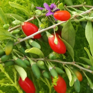 Goji Berry Plant Live For Planting, 1 Feet Tall, In 6 Inch Pot, Sweet Goji Berries Fruit Tree For Outdoor