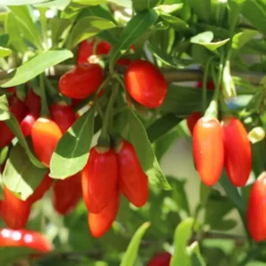 Goji Berry Plant Live For Planting, 1 Feet Tall, In 6 Inch Pot, Sweet Goji Berries Fruit Tree For Outdoor