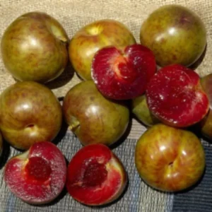 Flavor Plum Plant - 4 Feet Tall - Live Plum Tree Live Plant in 3 Gallon Pot for Outdoor Growing - Delicious Plums for Home Gardens