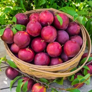 Flavor Plum Tree Live Plant - 4 Feet Tall Potted 3 Gallon Plum Variety - Plum Plant Great for Outdoor Planting And Fruit Harvesting