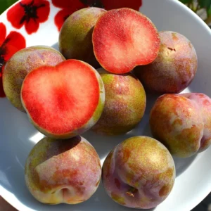 Flavor Plum Tree Live Plant - 4 Feet Tall Potted 3 Gallon Plum Variety - Plum Plant Great for Outdoor Planting And Fruit Harvesting