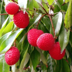 Lychee Tree Live Plant - 2 to 3 Feet Tall - Sweet Litchi Tree - In 3 Galon Pot