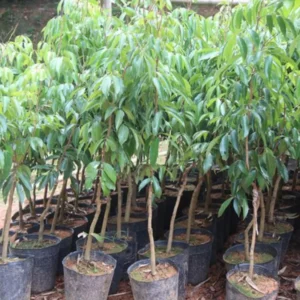 Lychee Tree Live Plant, 2 to 3 Feet Tall, Sweet Litchi Fruit Tree in 3 Gallon Pot, Perfect for Home Orchards