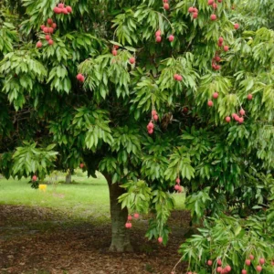 Lychee Tree Live Plant, 2 to 3 Feet Tall, Sweet Litchi Fruit Tree in 3 Gallon Pot, Perfect for Home Orchards