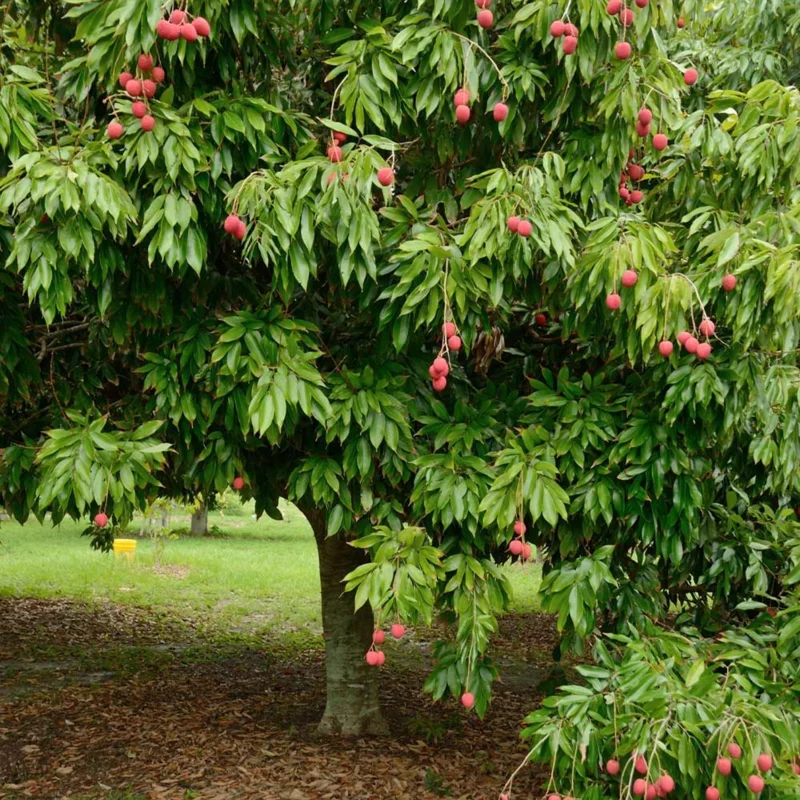Lychee Tree Live Plant, 2 to 3 Feet Tall, Sweet Litchi Fruit Tree in 3 Gallon Pot, Perfect for Home Orchards
