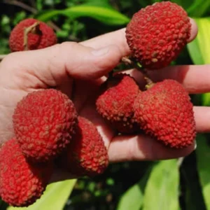 Sweet Heart Lychee Tree Live Plant, 3 Gallon Pot, 2-3 Feet Tall, Live Litchi Tree for Indoor Outdoor Growing