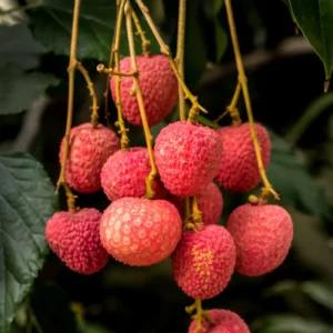 Sweet Heart Lychee Tree Live Plant, 3 Gallon Pot, 2-3 Feet Tall, Live Litchi Tree for Indoor Outdoor Growing
