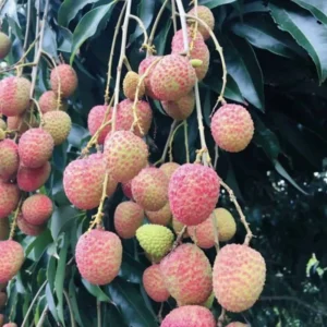 Sweet Heart Lychee Tree Live Plant, 3 Gallon Pot, 2-3 Feet Tall, Live Litchi Tree for Indoor Outdoor Growing