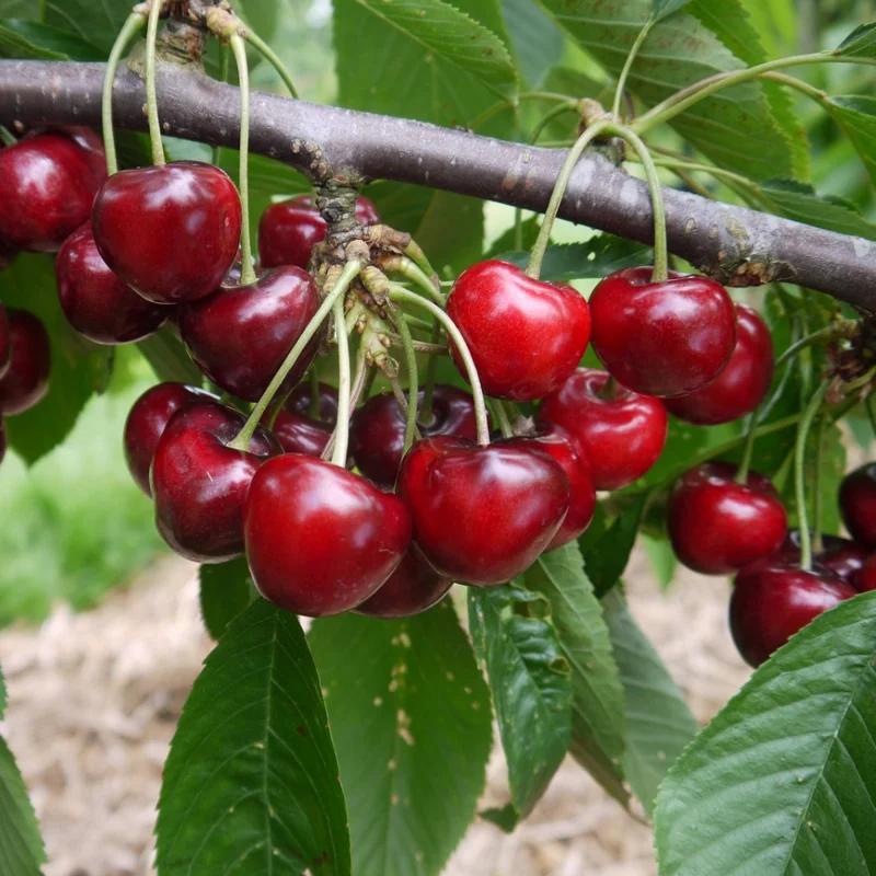 Cherry Tree Live Plant, 3-4 Feet Tall, Live Cherry Plant In 3 Gallon Pot