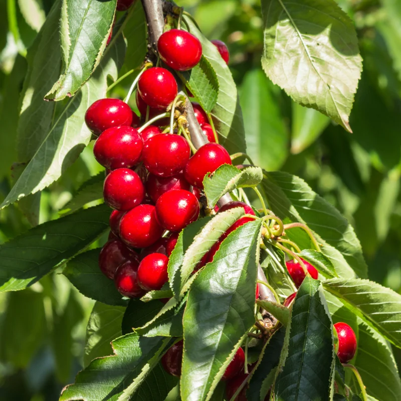 Cherry Tree Live Plant, 3-4 Feet Tall, Live Cherry Plant In 3 Gallon Pot