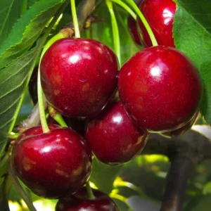 Cherry Tree Live Plant, 3-4 Feet Tall, Live Cherry Plant In 3 Gallon Pot