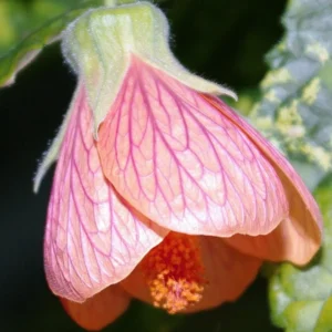 Abutilon Plant Live, 1 Feet Tall, Abutilon Flowering Live Plant In Pot