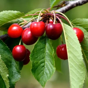 Cherry Tree Live Plant, 3-4 Feet Tall, Live Cherry Plant In 3 Gallon Pot