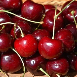 Giant Cherry