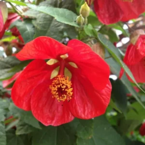 Abutilon Plant Live, 2 Feet Tall, Abutilon Flowering Live Plant In Pot, Abutilon Tree For Planting