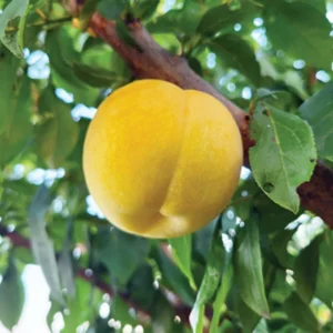 Plum Tree Live Plant - 2-3 Feet Tall Potted Plum Variety - Plum Plant Great for Outdoor Planting And Fruit Harvesting