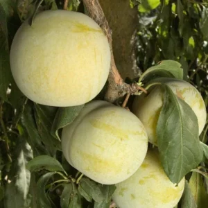 Plum Plant - 2-3 Feet Tall - Live Plum Tree Live Plant in Pot for Outdoor Growing - Delicious Plums for Home Gardens