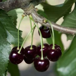 Cherry Tree Live Plant - 3-4 Feet Tall, Hardy Cherry Plant Live in 3 Gallon Pot for Bountiful Harvests