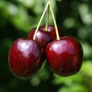 Cherry Tree Live Plant - 3-4 Feet Tall, Hardy Cherry Plant Live in 3 Gallon Pot for Bountiful Harvests