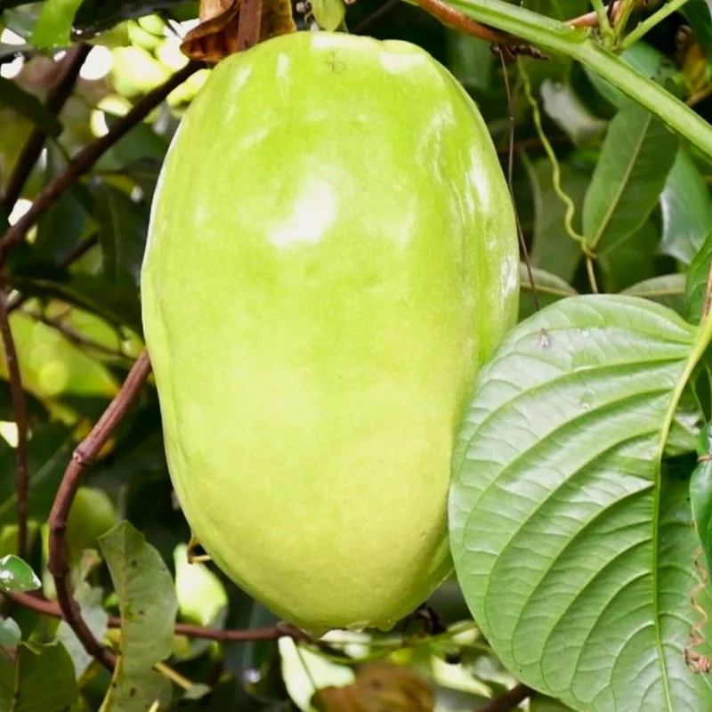 2 Giant Passionfruit Plant Live, Passion Fruit Plant, Passion Fruit Tree, 10-15 Inches Tall, Fast Growing and Ready to Plant
