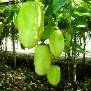 2 Giant Passionfruit Plant Live, Passion Fruit Plant, Passion Fruit Tree, 10-15 Inches Tall, Fast Growing and Ready to Plant