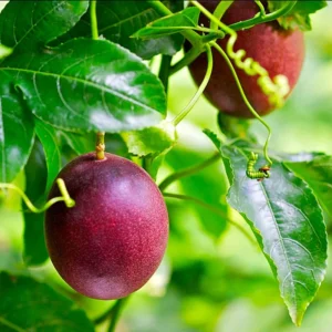 3 Passionfruit Plant Live, Purple Passion Fruit Plant, Passion Fruit Tree, 10-15 Inches Tall, Fast Growing and Ready to Plant