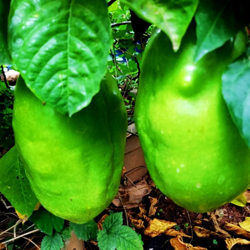 2 Giant Passionfruit Plant Live, Passion Fruit Plant, Passion Fruit Tree, 10-15 Inches Tall, Fast Growing and Ready to Plant