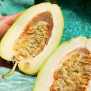 2 Giant Passionfruit Plant Live, Passion Fruit Plant, Passion Fruit Tree, 10-15 Inches Tall, Fast Growing and Ready to Plant