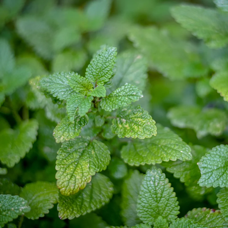 4 Lemon Balm Plant Live, Lemon Balm Plants in Pot, Live Lemon Balm Plant, Lemon Balm Plants for Outdoor